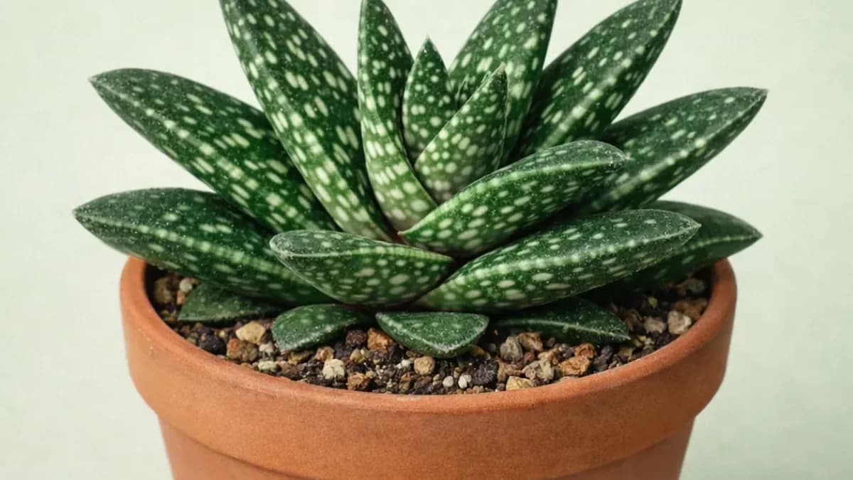 12 Low-Light Indoor Plants for Indian Homes - Whole Lot of Nature