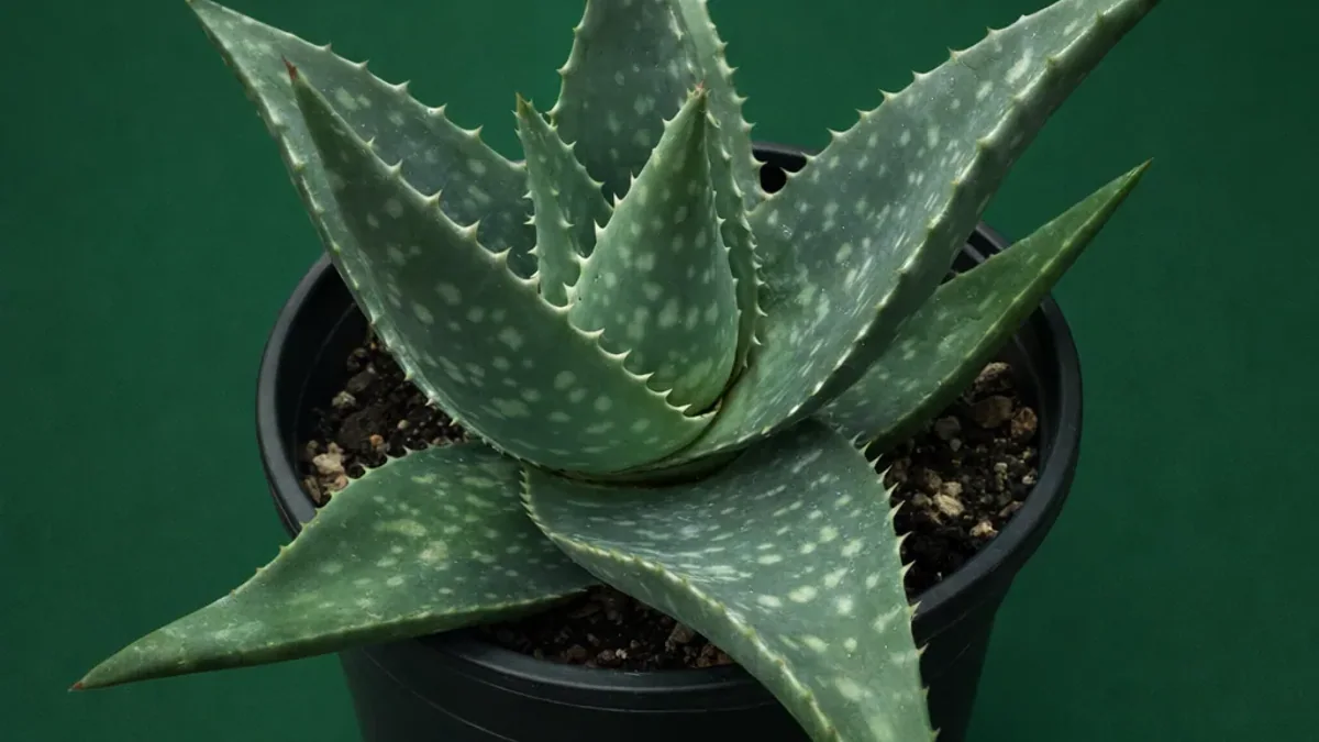 Aloe Vera Uses: Topical Evidence, Oral Risks and Plant Care - Whole Lot of Nature