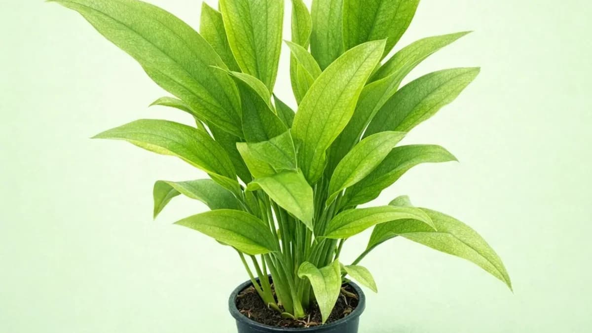 Brown Leaf Tips on Houseplants: 8 Causes to Check - Whole Lot of Nature