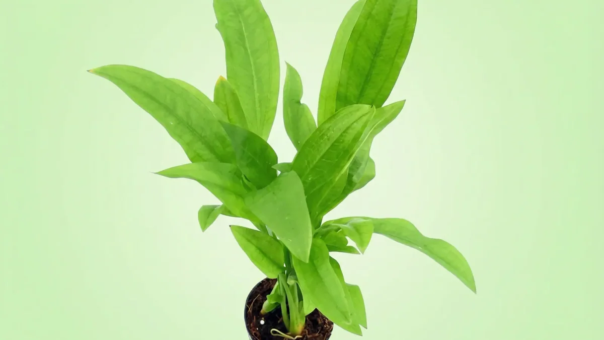 How to Water Plants While Away for Two Weeks - Whole Lot of Nature