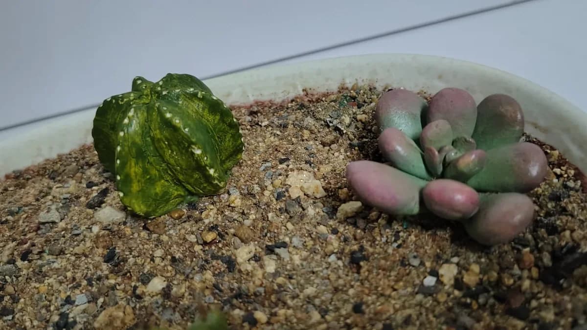 Succulent Care in India: Sun, Soil and Monsoon Survival - Whole Lot of Nature