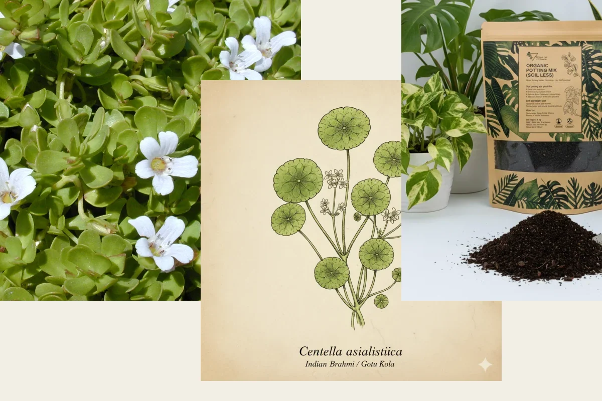 Ayurvedic Herb Garden Starter Bundle from Whole Lot of Nature