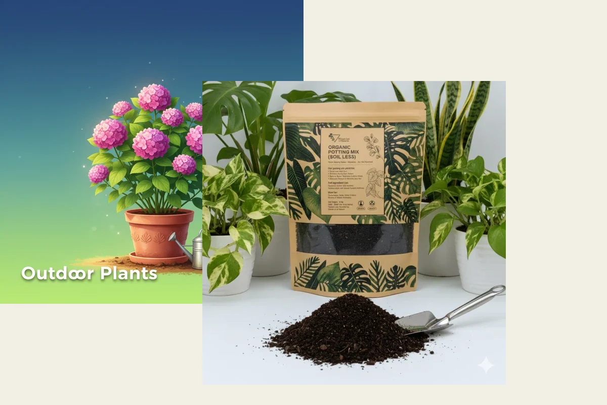 Beginner Pothos + Soil Survival Bundle from Whole Lot of Nature