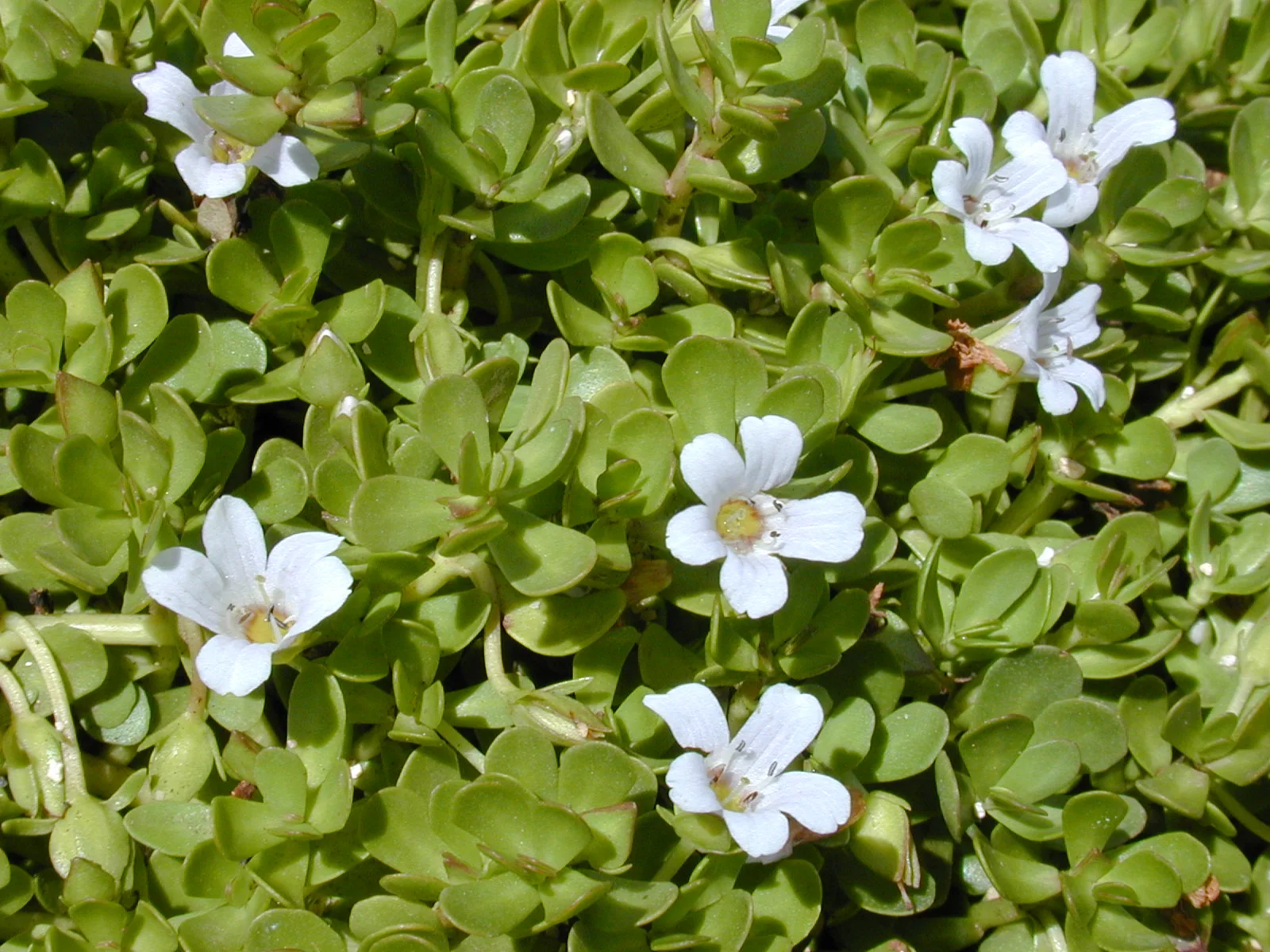 picture of Brahmi (Bacopa monnieri)