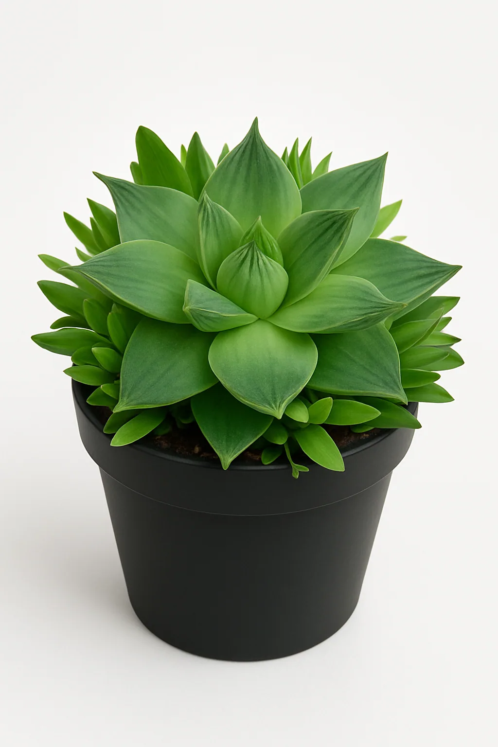 Haworthia Cymbiformis Premium plant from Whole Lot of Nature