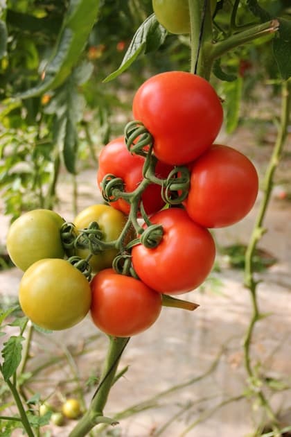 Complete Guide to Growing Tomatoes at Home in India
