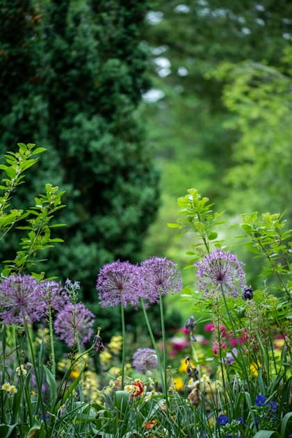 Monsoon Gardening Guide: Best Plants and Tips for Rainy Season